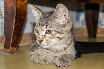 Fototapete bei efototapeten.de bestellen   