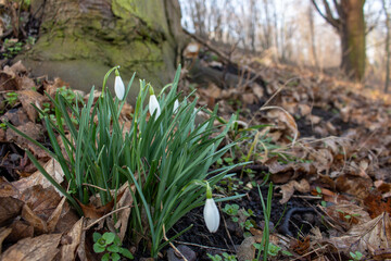 Snowdrops with white flowers growing next to a dark tree, first blossoms in winter or early spring in garden, park and forest, copy space, selected focus, narrow depth of field