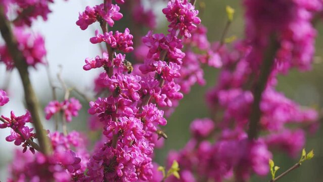 Beautiful Flowers Background. Pink Flowers On Judas Tree With Bees Working And Sun Shining Brightly In Spring. Close up.