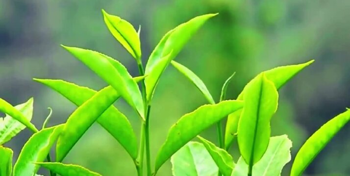 The green and fresh tea leaves are blown by the mountain breeze 