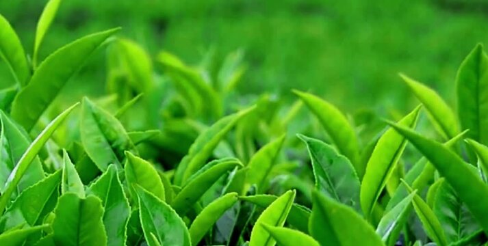 The green and fresh tea leaves are blown by the mountain breeze 