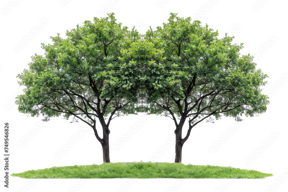 Poster an isolated forest of trees