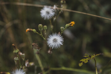 White flowers in the countryside