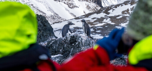 Tourists approach penguins in Antarctica