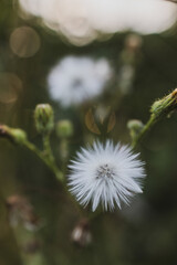 White flowers in the countryside