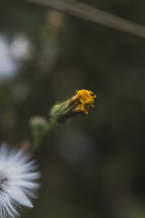 White flowers in the countryside