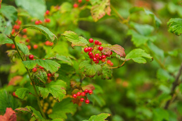 wild strawberry on a bush