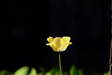 Beautiful yellow tulip growing on dark background