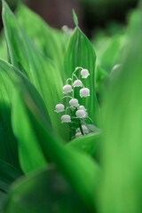 White lily of valley on green background