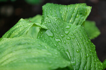 Drops of water on green leaves of host....