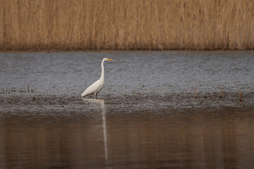 Obraz premium Great egret, common egret, large egret, great white egret or great white heron - Ardea alba wading in water with brown reed in background. Photom from Milicz Ponds in Poland.