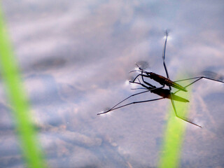 Water strider in Fresendorf (Germany)