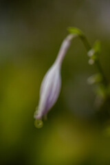 Defocus, Purple flowers, bluebells in the garden