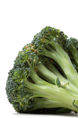 Head of broccoli cabbage lies on a white background....