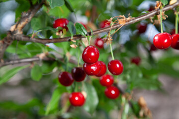 group of ripe red cherries hanging on a green branch....