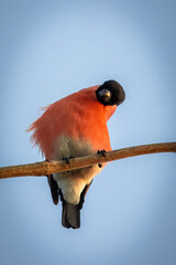 A male Eurasian bullfinch sits on a branch and looks right toward the camera lens on a sunny spring...