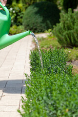 Green boxwood bushes are watered from a green watering can....