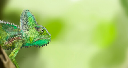 chameleon on a branch
