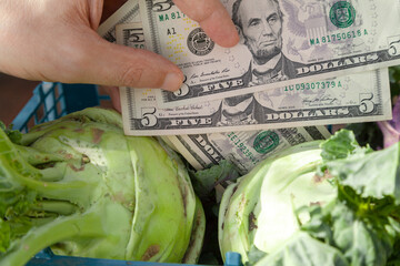 Hand holding dollars next to green cabbage....