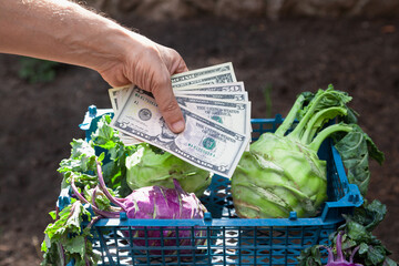Hand holding dollars next to kohlrabi cabbage....