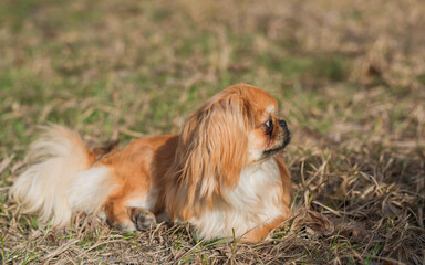 Little cute young golden Pekingese dog outside. Lifestyle of domestic animals, doggo portrait