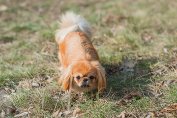 Little cute young golden Pekingese dog outside. Lifestyle of domestic animals, doggo portrait