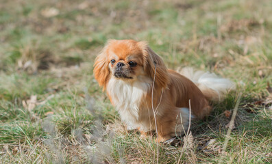 Little cute young golden Pekingese dog outside. Lifestyle of domestic animals, doggo portrait