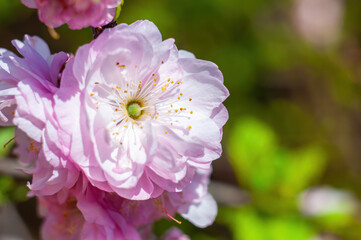Blooming almond, sakura flower, showcasing natures spring beauty.