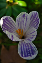 white and purple crocus flower 