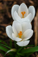 Fototapeta na wymiar openend white crocus flower