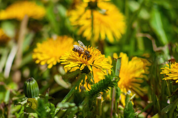 Bee on a dandelion flower in bright sunlight.
