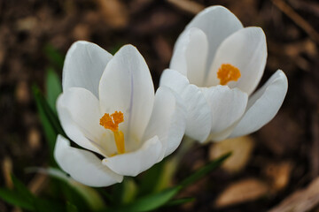close up of white crocus flowers opened to the sun