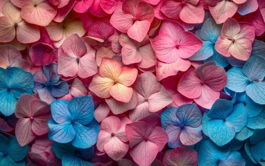 Poster Vibrant Hydrangea Blossoms: Colorful Floral Background © Mike