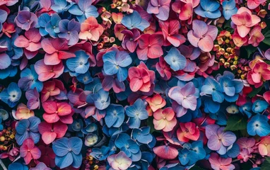 Rolgordijnen Vibrant Hydrangea Blossoms: Colorful Floral Background © Mike