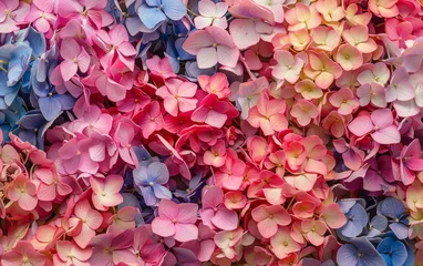 Rolgordijnen Vibrant Hydrangea Blossoms: Colorful Floral Background © Mike