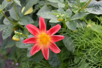 Naklejka premium flor rosa con centro amarillo tipo margarita