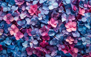 Foto op Aluminium Vibrant Hydrangea Blossoms: Colorful Floral Background © Mike