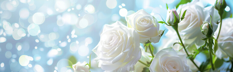 spring time white roses on a blue background - obrazy, fototapety, plakaty