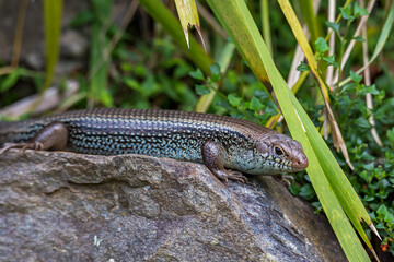 Garden Skink (Lampropholis guichenoti) Taking a Sun Bath on a Stone between Blades of Grass, Queensland, Australia .