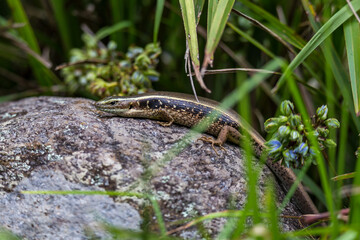 Tree Skink (Egernia striolata) Taking a Sun Bath on a Stone between Blades of Grass, Queensland, Australia .