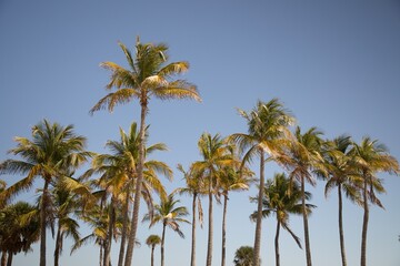 palm tree on blue sky