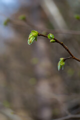 Green lilac buds on a branch on a blurred background