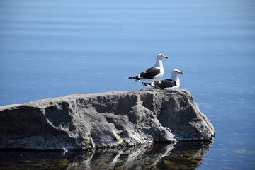 Duo of Seabirds Resting on Rocky Shoreline by Tranquil Alpine Lake Amidst Snowy Peaks