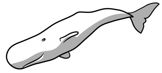 sperm whale vector icon
