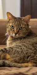 Tabby cat looking directly at the camera. Vertical format
