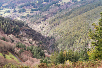 Obraz premium Paisaje de pinos en un valle con una ladera soleada.