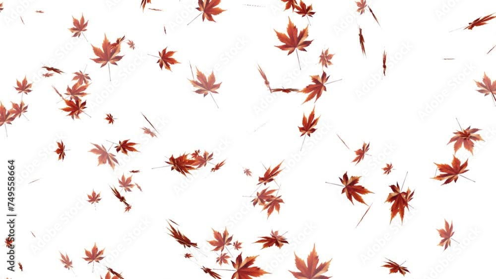 Wall mural maple leaves falling in spring with transparent background animation