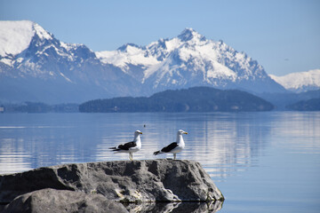 Two seagulls are standing on a rock near a body of water, in a lake with snow mountains