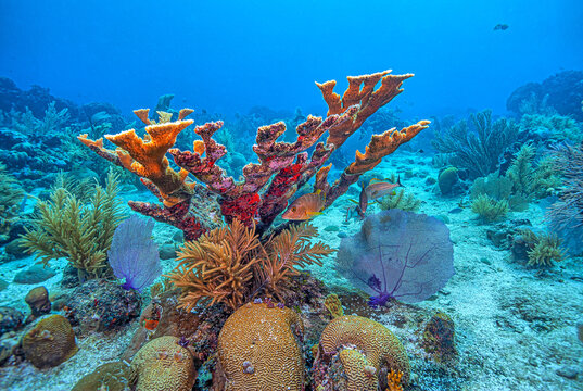 staghorn coral ,Acropora cervicornis