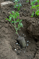 Planter des tomates en pleine terre